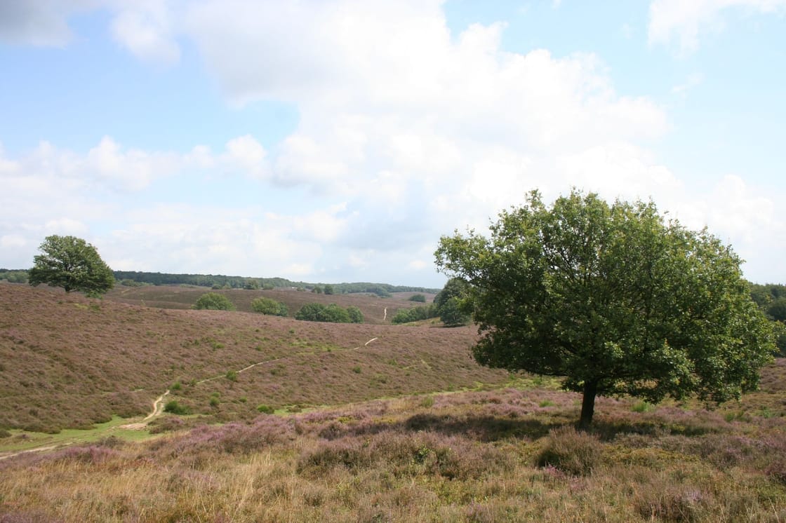 Heidevelden in Nationaal Park Veluwezoom